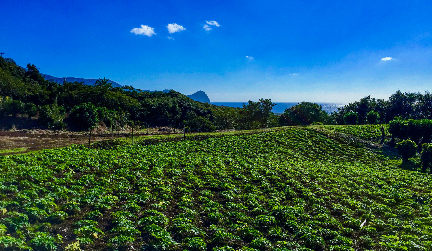 八丈島の明日葉畑