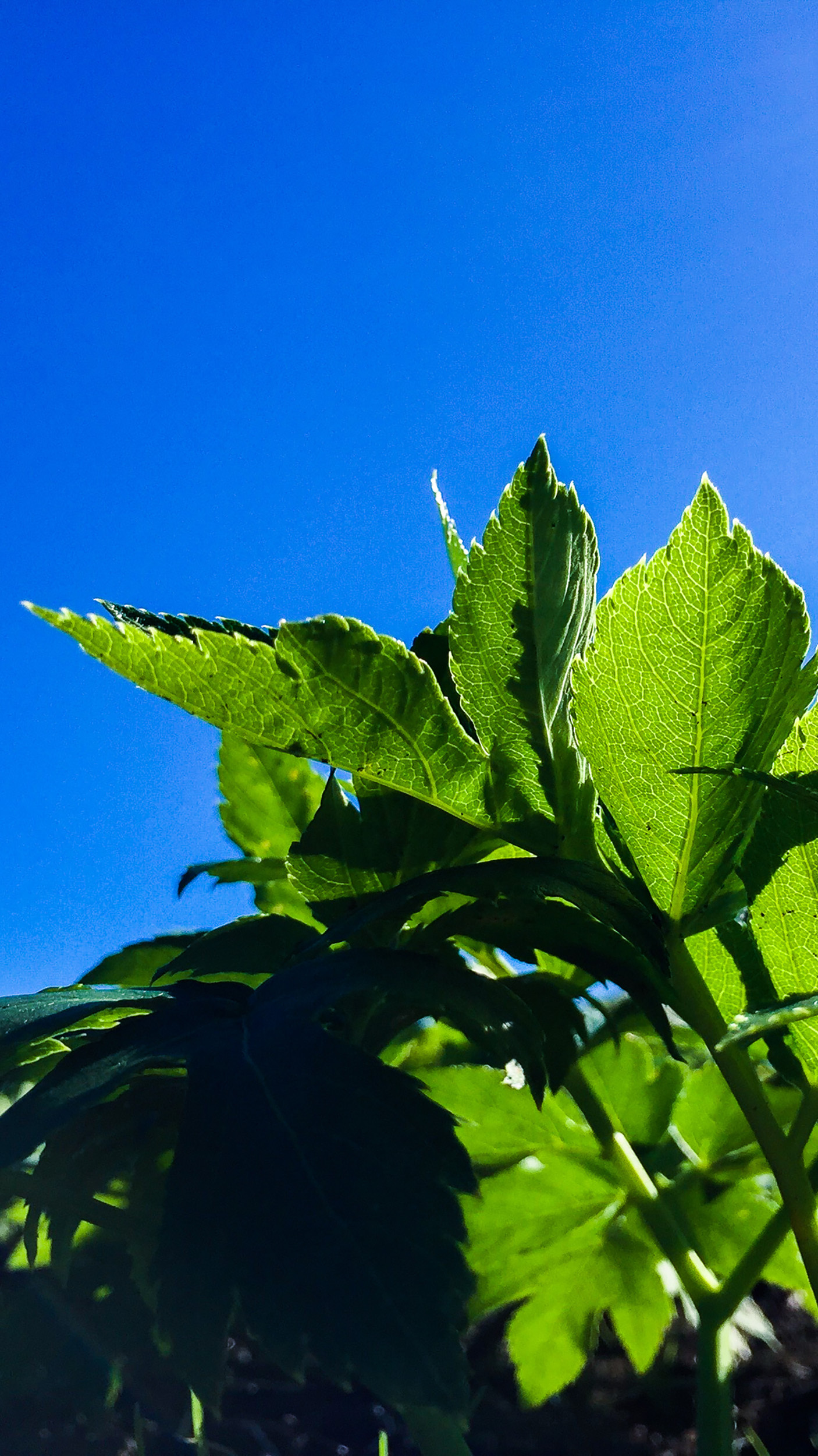 明日葉のアップ写真